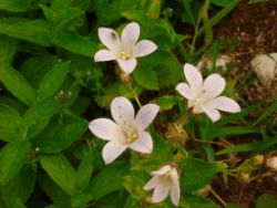 2013-08-18_Regina-F-Rau_Schachen_Blumen  (098).JPG
